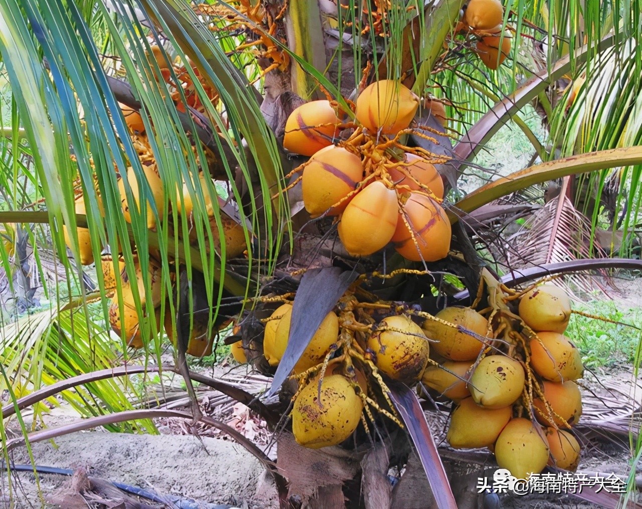 海南水果特产有哪些值得买的