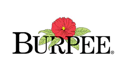 Burpee